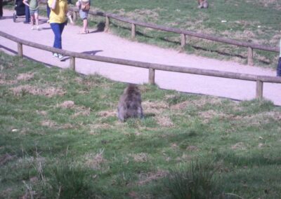 2011 Monkey Forest